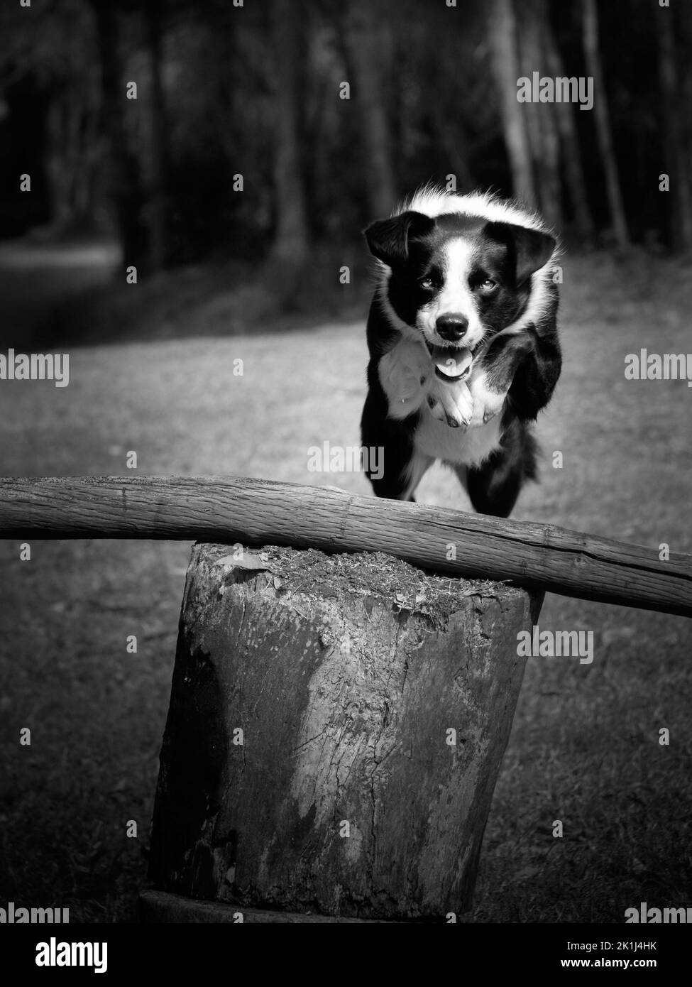 Border collie (Canis familiaris) per eliminare un salto di gioco. Foto Stock