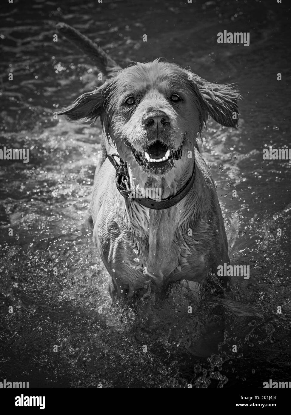 Labrador (Canis familiaris), cane giocoso che invita una partita in spiaggia. Foto Stock