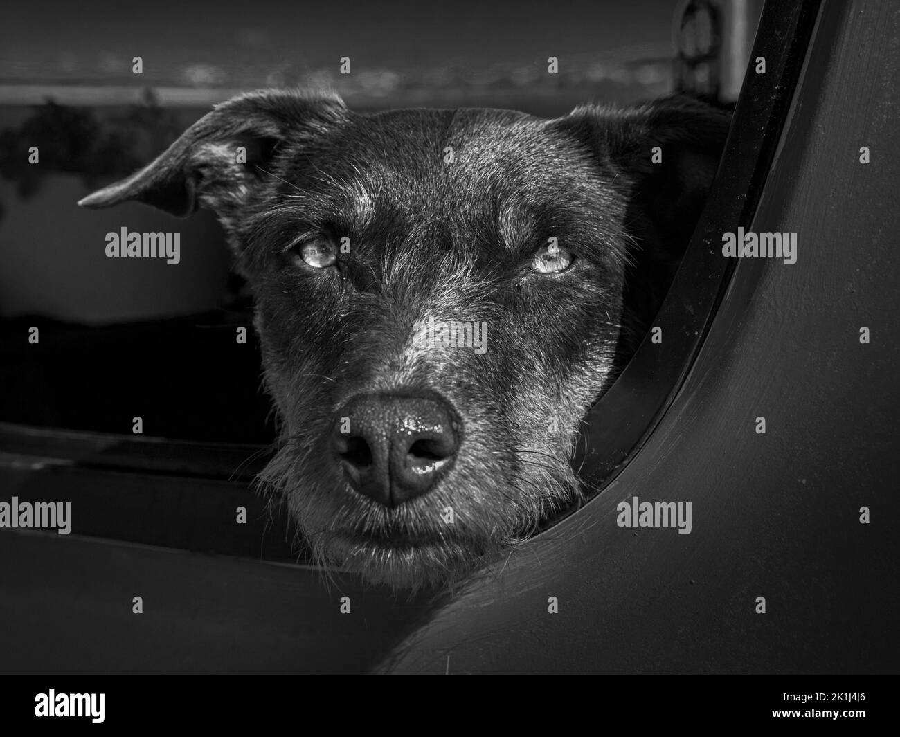 Kelpie (Canis familiaris) ritratto in auto, allarme Foto Stock