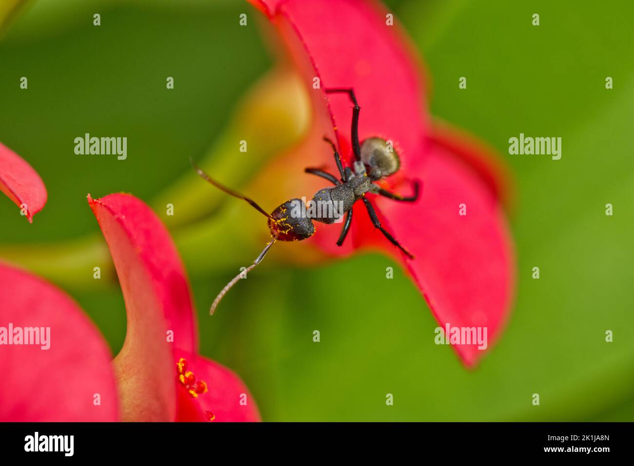 Formica sul bordo di un fiore Foto Stock