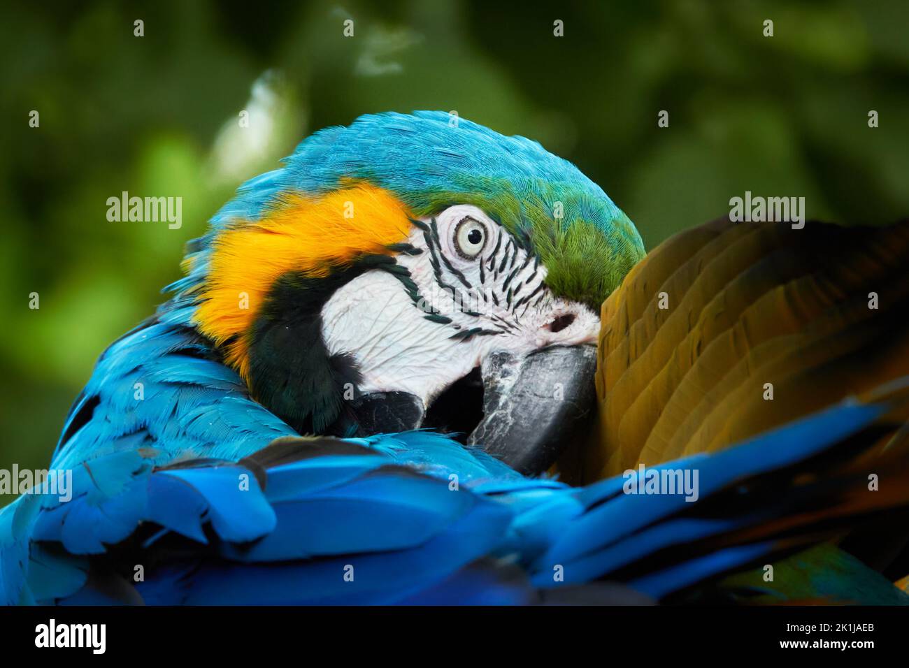 Ritratto di un macaw blu-e-giallo Foto Stock