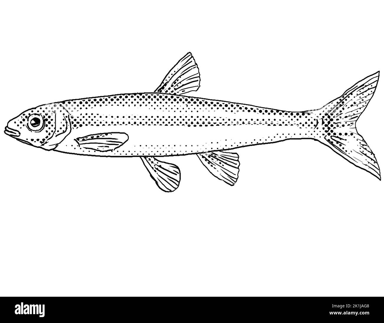 Disegno a linee in stile cartoon di un mimico shiner o Notrodis volucellus un pesce di acqua dolce endemico del Nord America con punti a mezzitoni ombreggiati su isolato Foto Stock