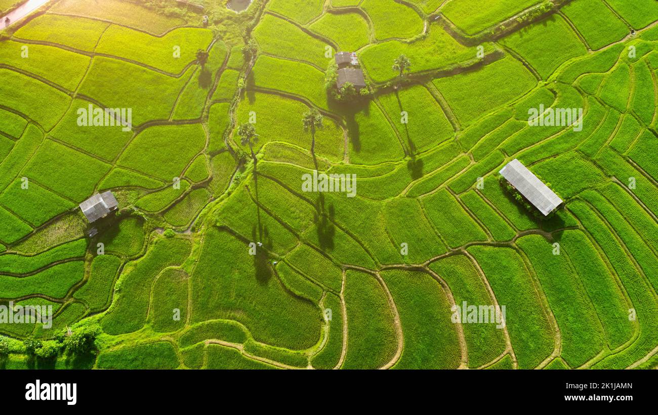 Vista aerea delle verdi risaie a terrazza sulle montagne in primavera. Bella zona verde di giovani risaie o terra agricola nel nord della Thailandia Foto Stock