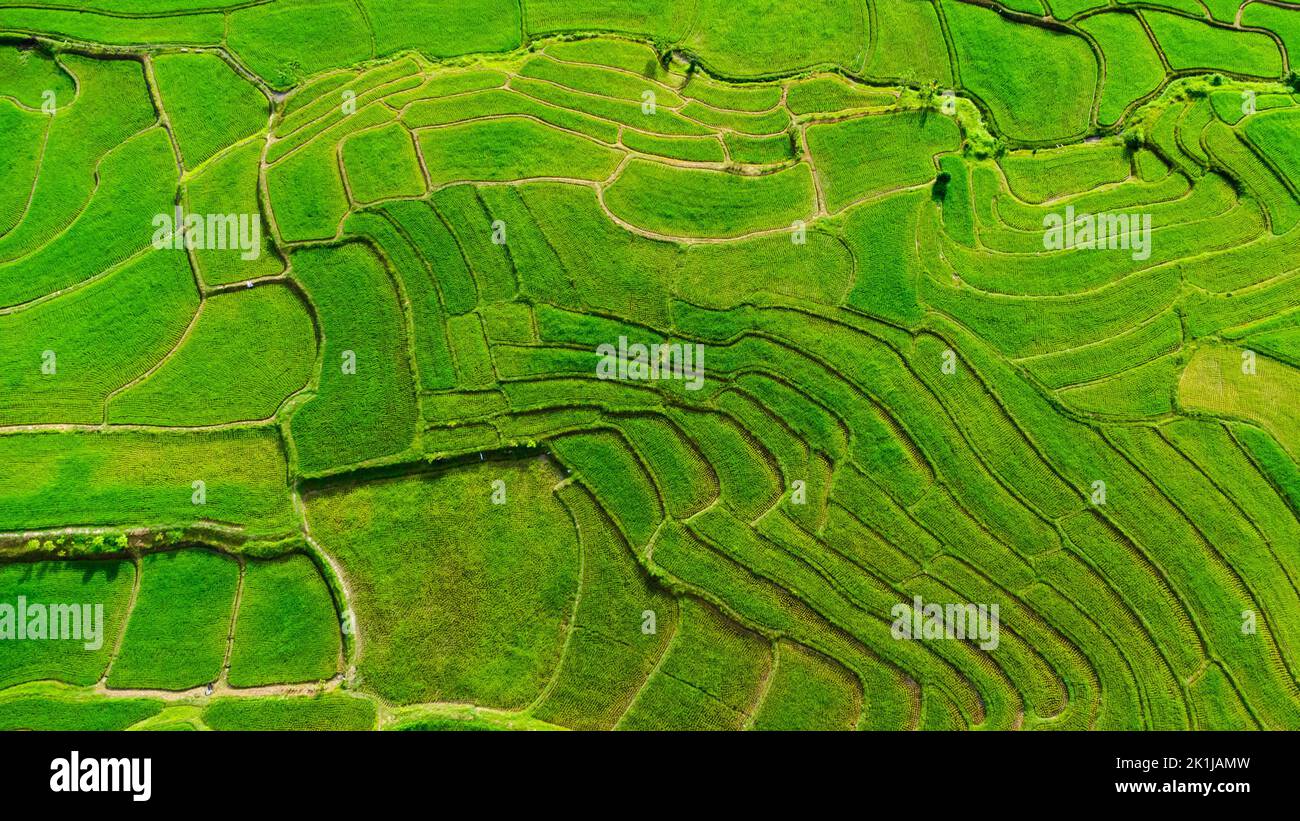 Vista aerea delle verdi risaie a terrazza sulle montagne in primavera. Bella zona verde di giovani risaie o terra agricola nel nord della Thailandia Foto Stock