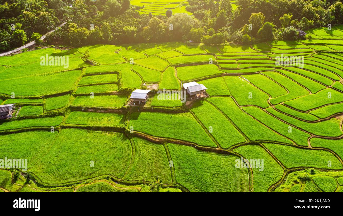 Vista aerea delle verdi risaie a terrazza sulle montagne in primavera. Bella zona verde di giovani risaie o terra agricola nel nord della Thailandia Foto Stock