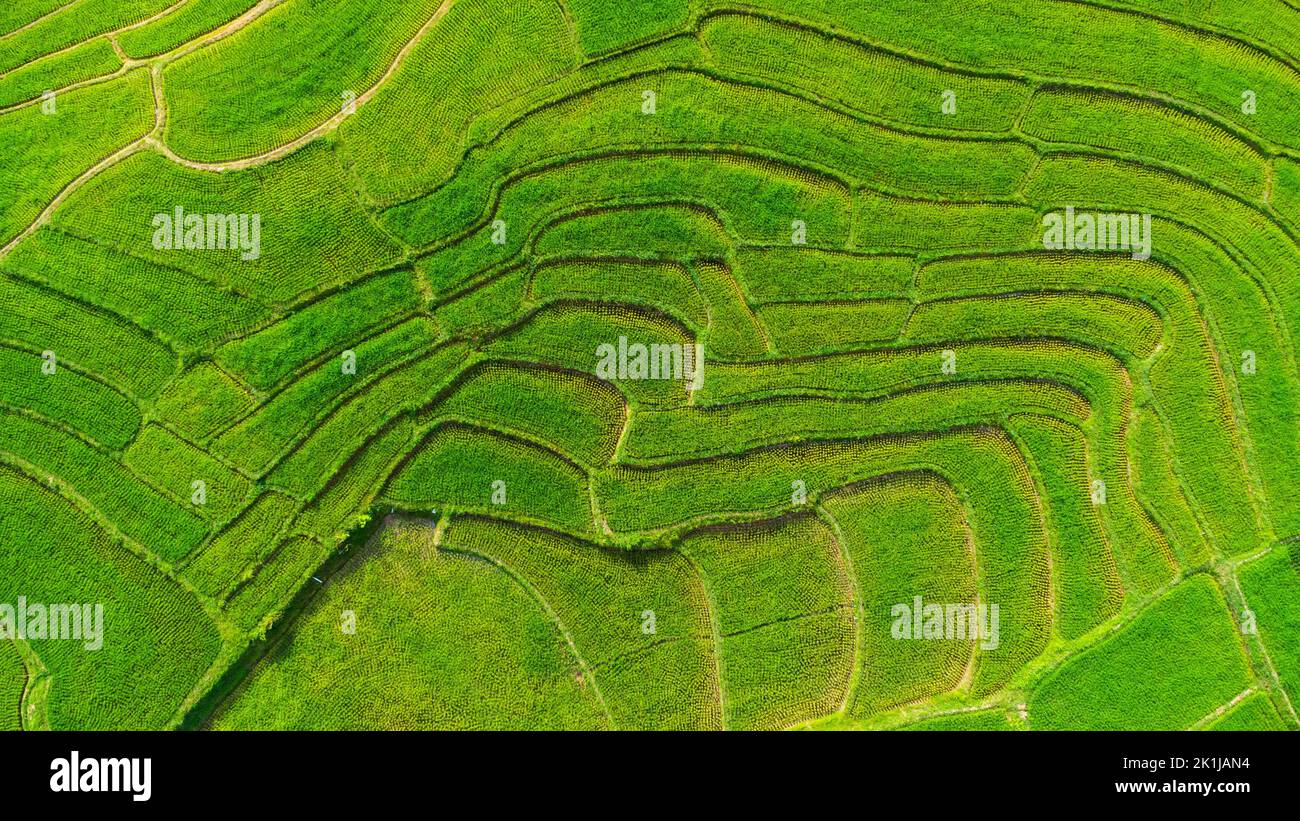 Vista aerea delle verdi risaie a terrazza sulle montagne in primavera. Bella zona verde di giovani risaie o terra agricola nel nord della Thailandia Foto Stock