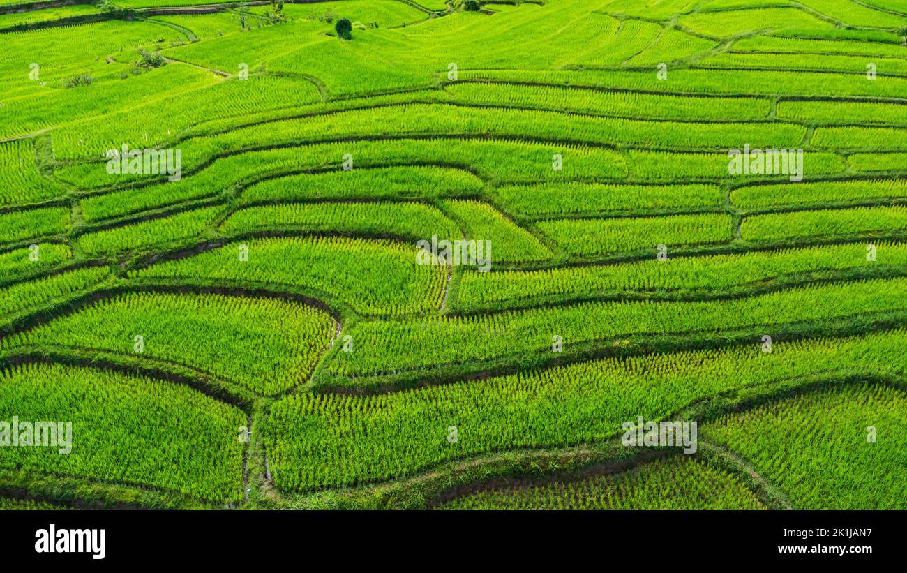 Vista aerea delle verdi risaie a terrazza sulle montagne in primavera. Bella zona verde di giovani risaie o terra agricola nel nord della Thailandia Foto Stock