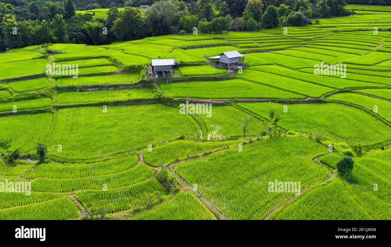 Vista aerea delle verdi risaie a terrazza sulle montagne in primavera. Bella zona verde di giovani risaie o terra agricola nel nord della Thailandia Foto Stock