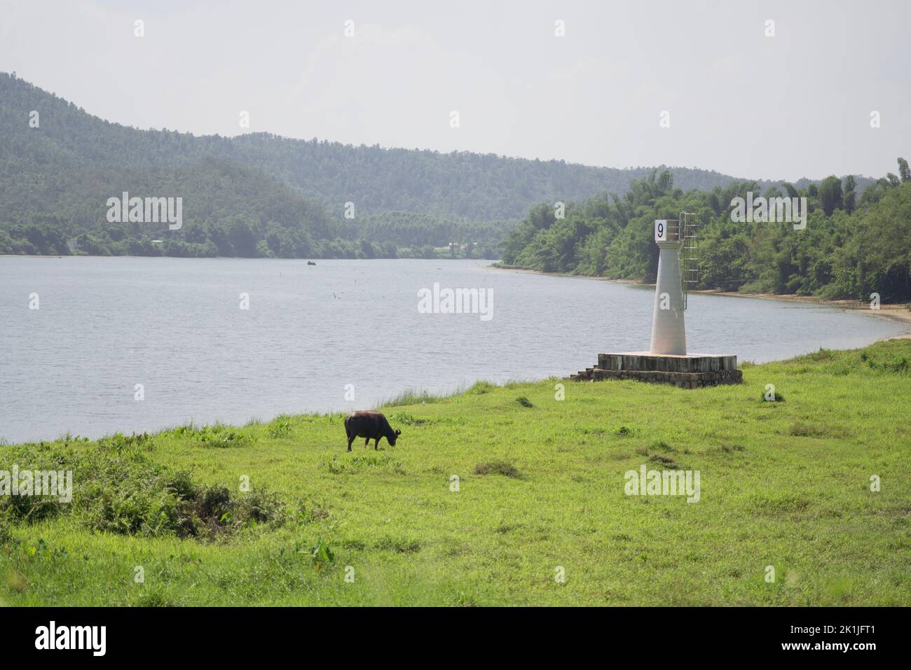 Una mucca che mangia erba vicino a un fiume e faro Foto Stock