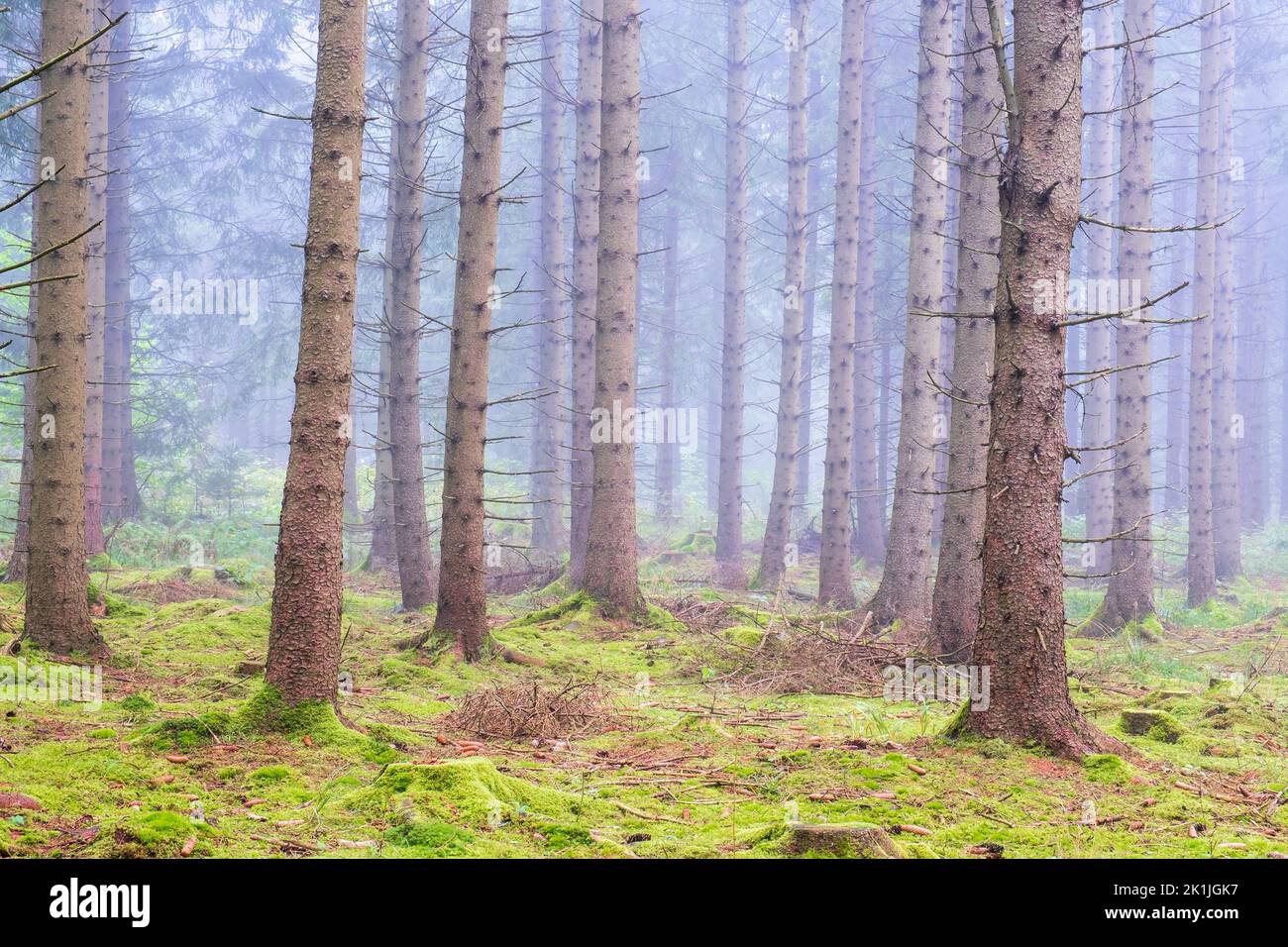 Misty conifere foresta con muschio verde sul pavimento della foresta Foto Stock