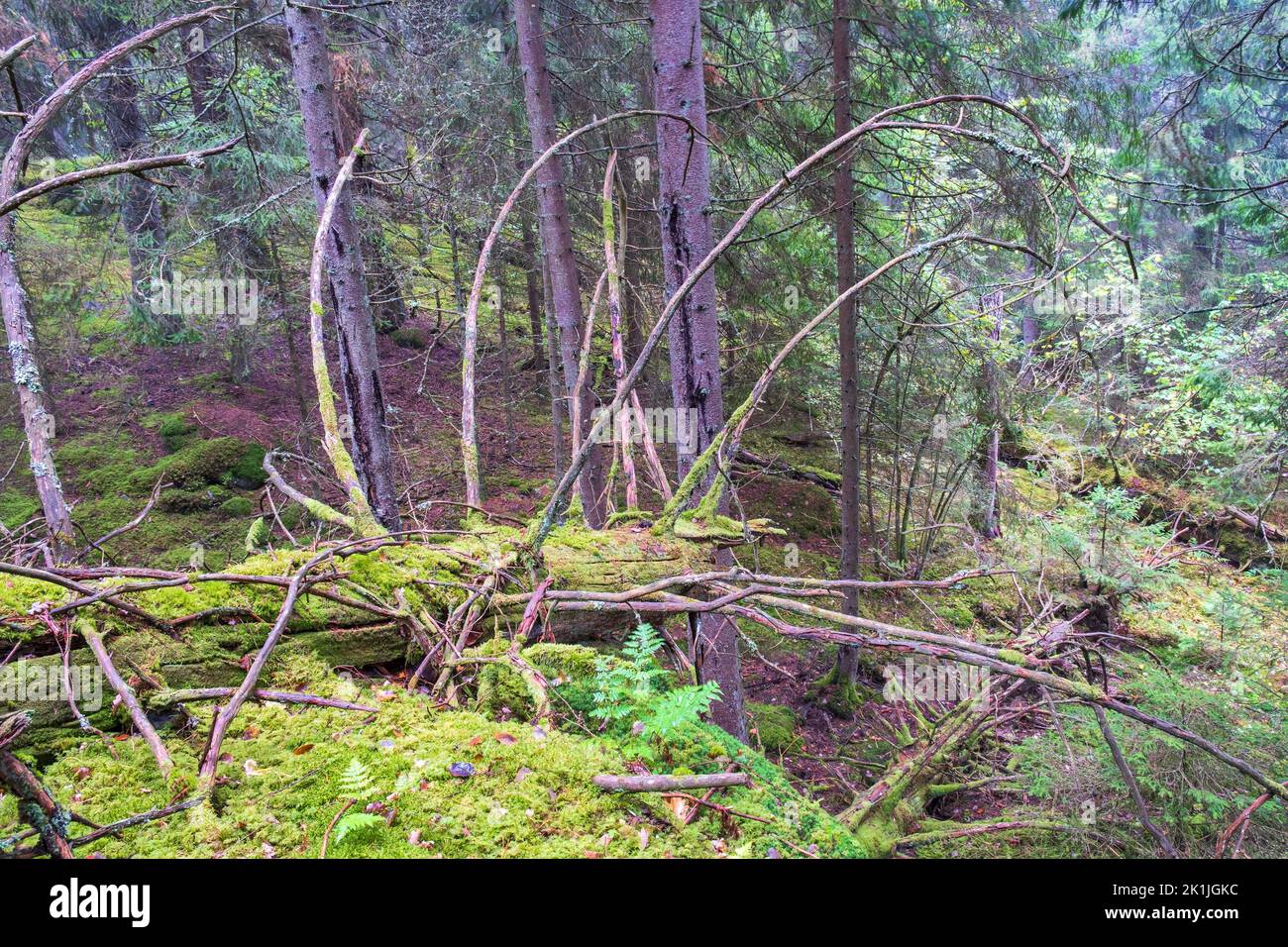 Vecchio tronchi di legno con muschio verde nella foresta Foto Stock