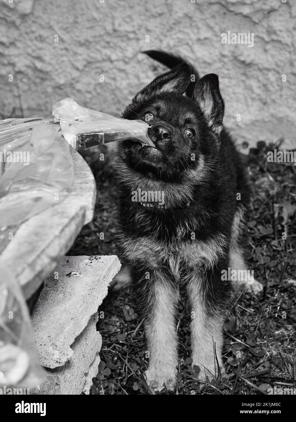 Ritratto in bianco e nero di un cucciolo di pastore tedesco che guarda verso l'alto, con espressione giocosa e luce naturale soffusa. Foto Stock