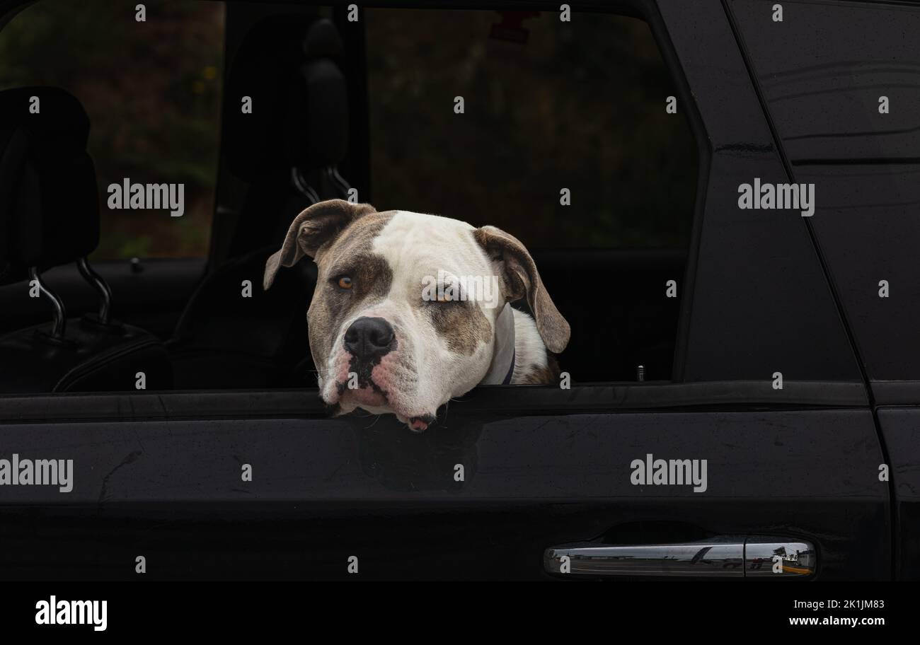 Cane American Pit Bull Terrier seduto in auto con finestra aperta. Chiudi uno di un cane in macchina. Nessuno, foto di strada, messa a fuoco selettiva Foto Stock