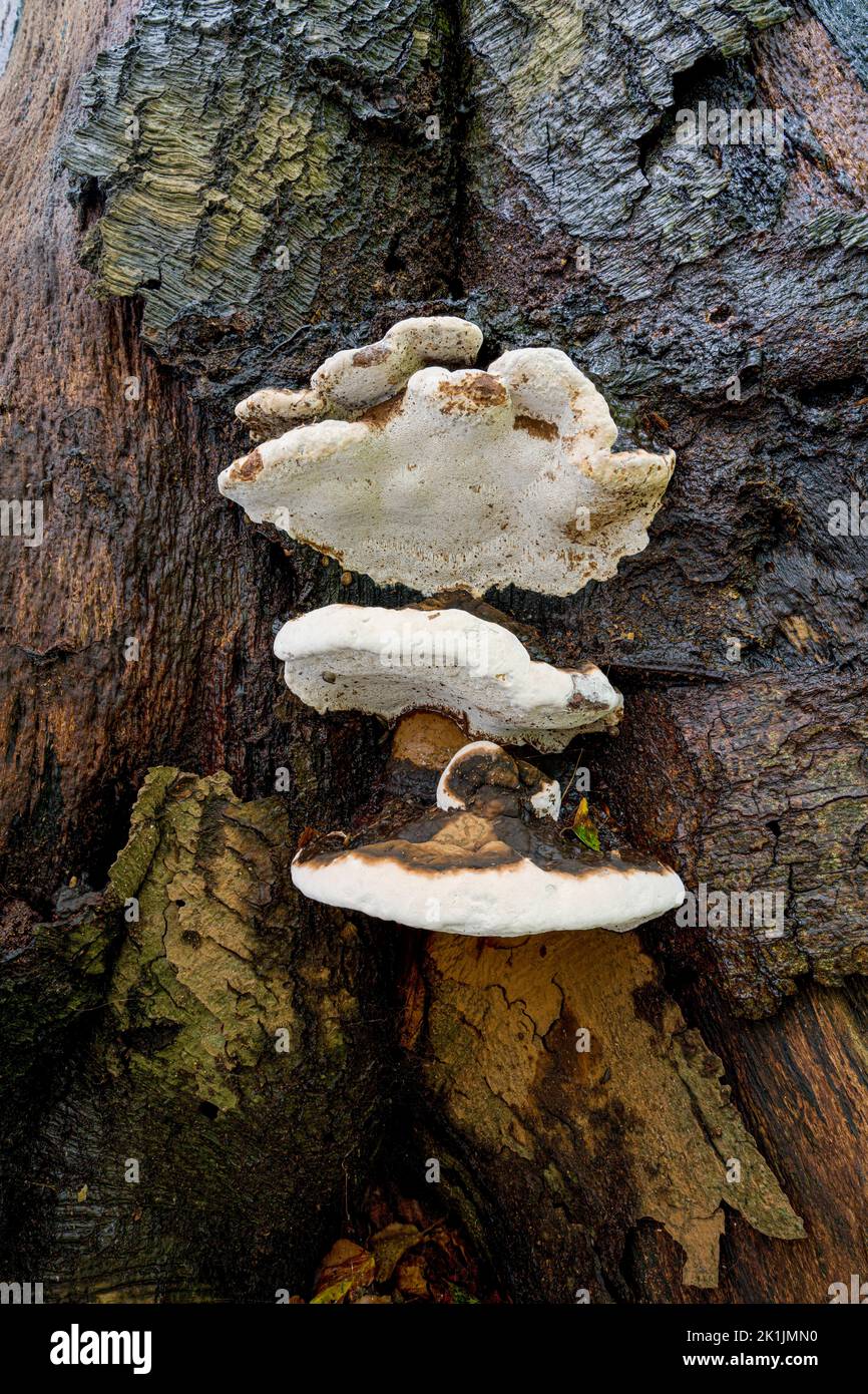 Tavolozza dell'artista, Ganoderma applanatum Norfolk, ottobre Foto Stock