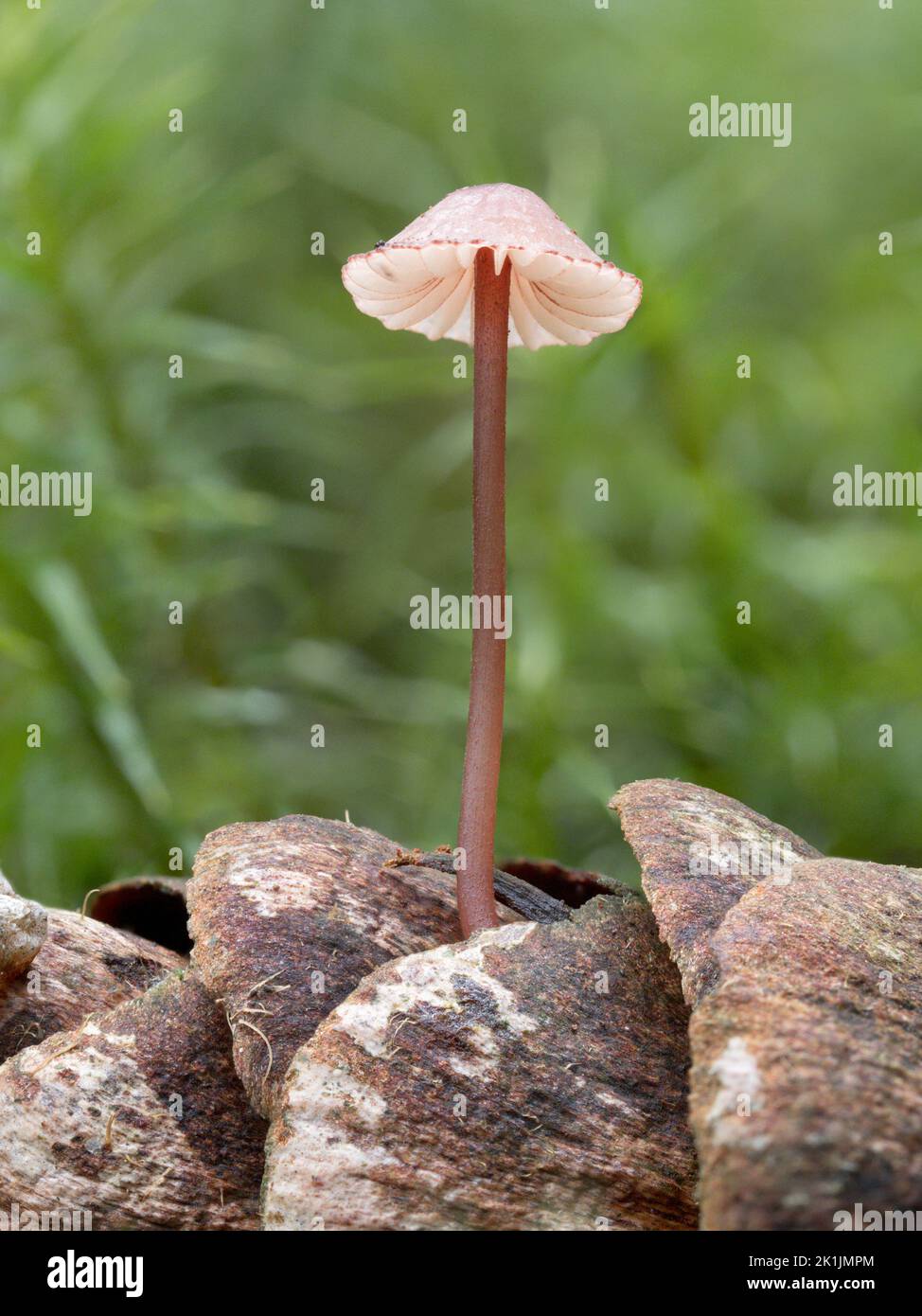 Sangue di origine micena, Micena haematopus, in crescita su cono di pino 0Norfolk, ottobre Foto Stock