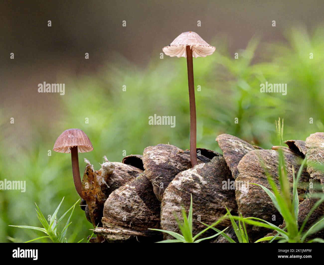 Sangue di origine micena, Micena haematopus, in crescita su cono di pino 0Norfolk, ottobre Foto Stock