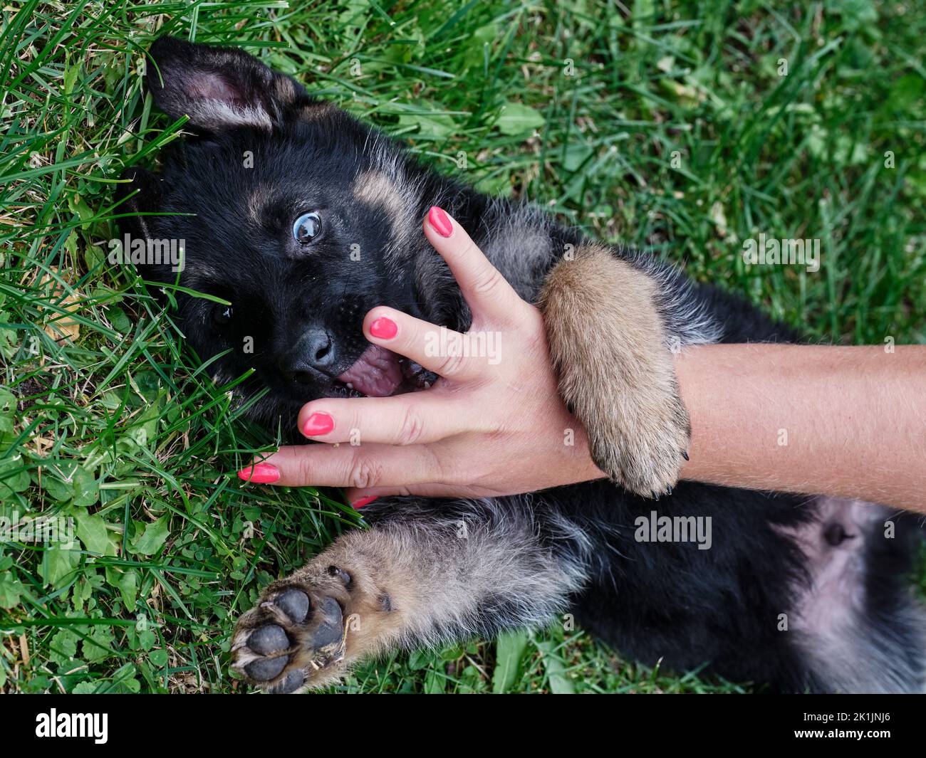 Cucciolo di pastore tedesco steso su erba verde e mordere giocosamente la mano di una persona. Grazioso ritratto di un giovane cane in un ambiente naturale all'aperto, che mostra giocosa Foto Stock