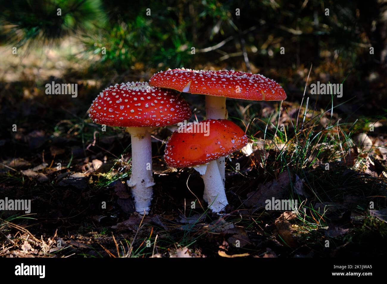 Gruppo di 3 funghi Amanita muscaria, mosca agarico o mosca amanita, all'ombra sul pavimento della foresta. Cappello rosso scuro molto bello con punti bianchi. Il Foto Stock