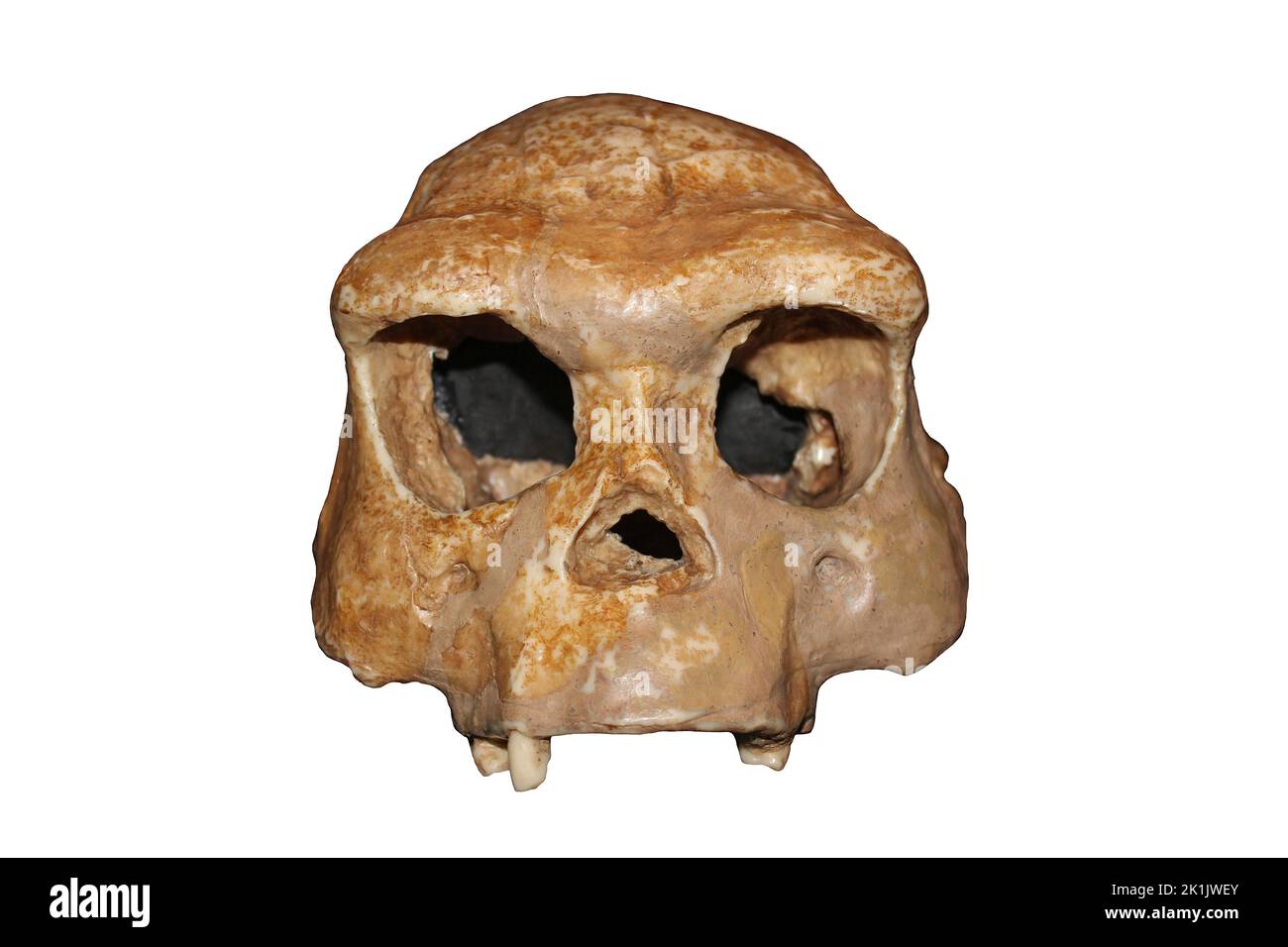 Homo erectus uomo adulto Sangiran, Giava, Indonesia Foto Stock