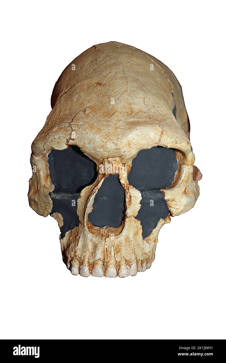 Homo sapiens cranio, Kow Swamp, Victoria, Australia Foto Stock