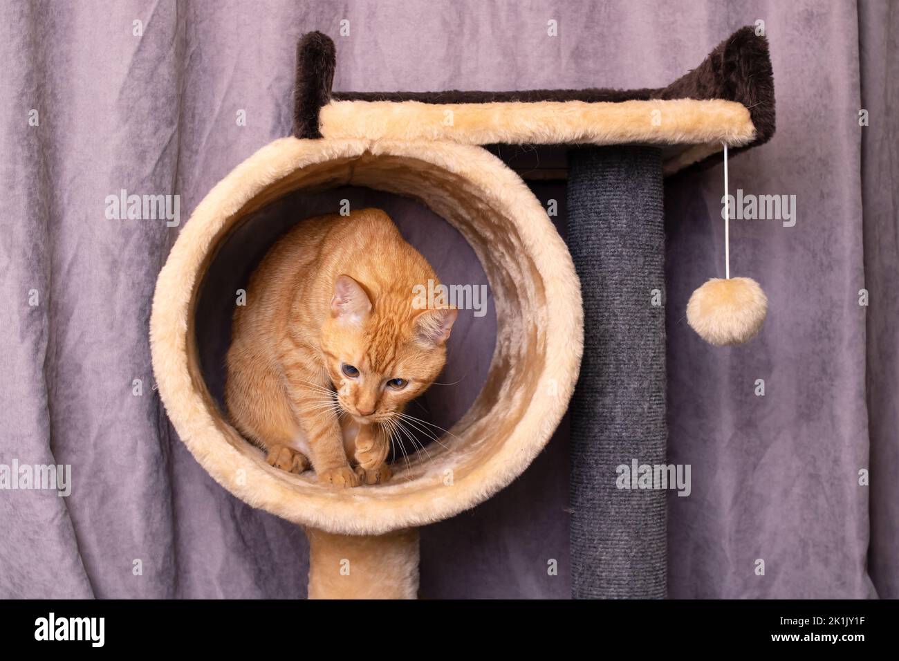 Gatto rosso e gioco complesso per i gatti Foto Stock