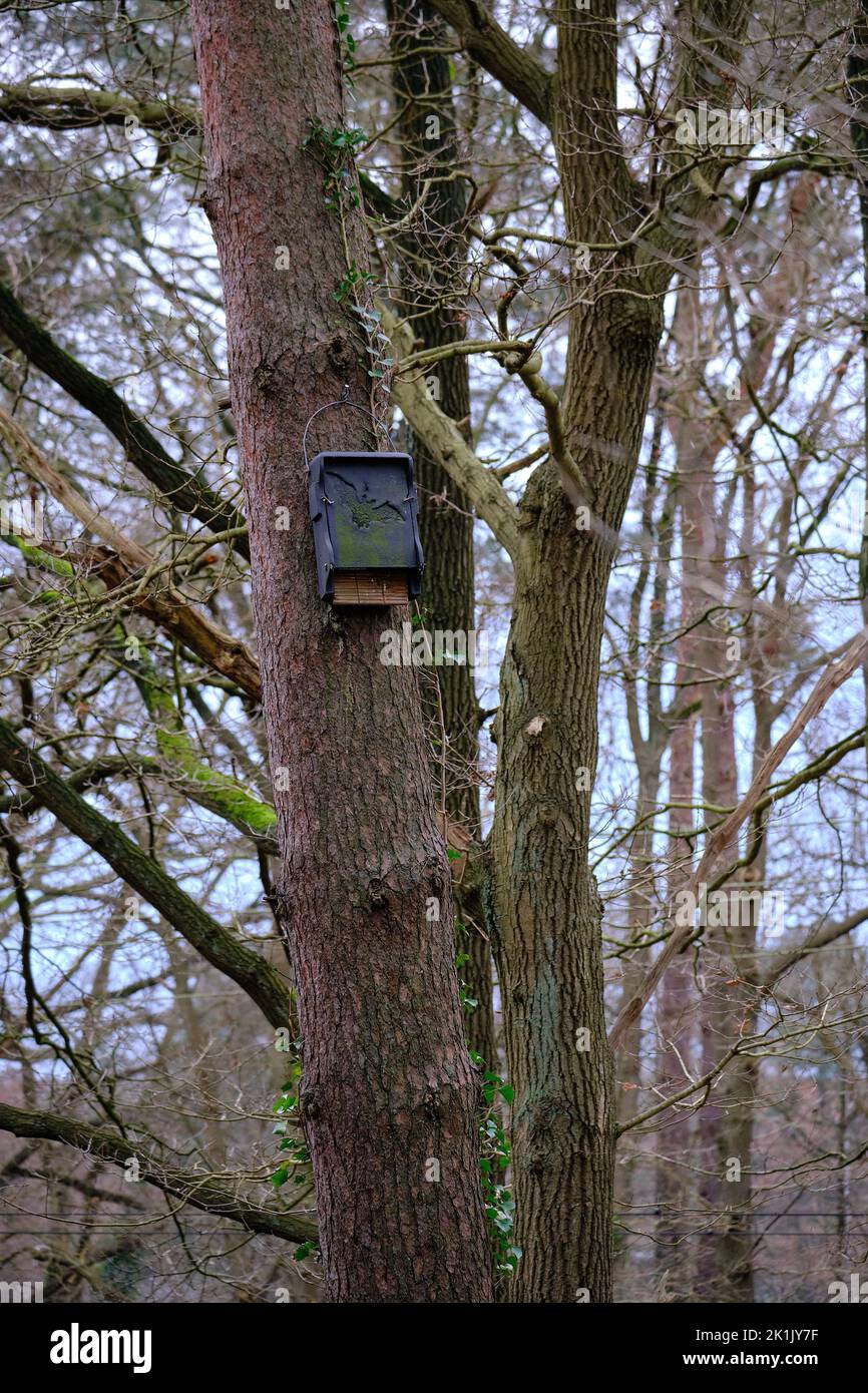 Casa di pipistrello dal design moderno in legno e cemento con disegno di un pipistrello. Situato in una foresta su un pino. Amersfoort, Paesi Bassi Foto Stock