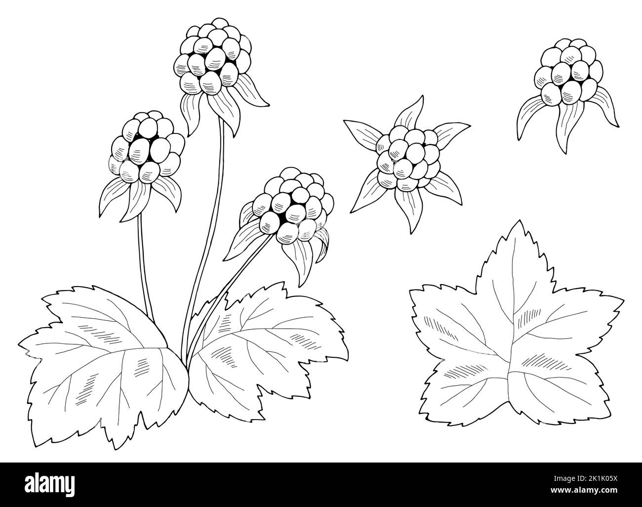 Cloudberry grafica nero bianco isolato vettore di illustrazione schizzo Illustrazione Vettoriale