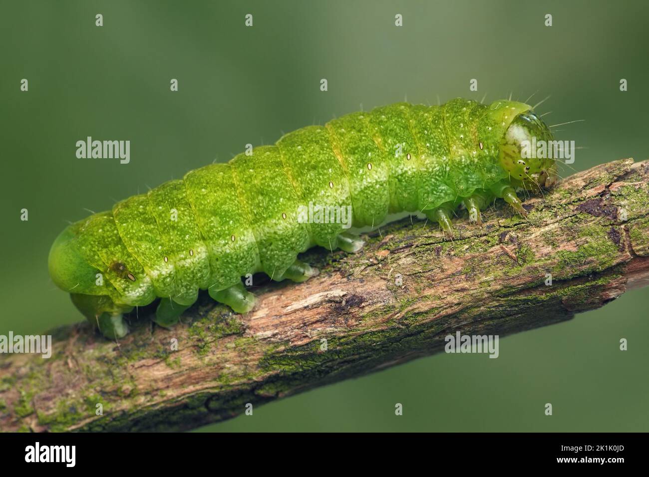 Paralumi angolari bruco (Phlogophora meticolosa) che striscio su ramoscello. Tipperary, Irlanda Foto Stock