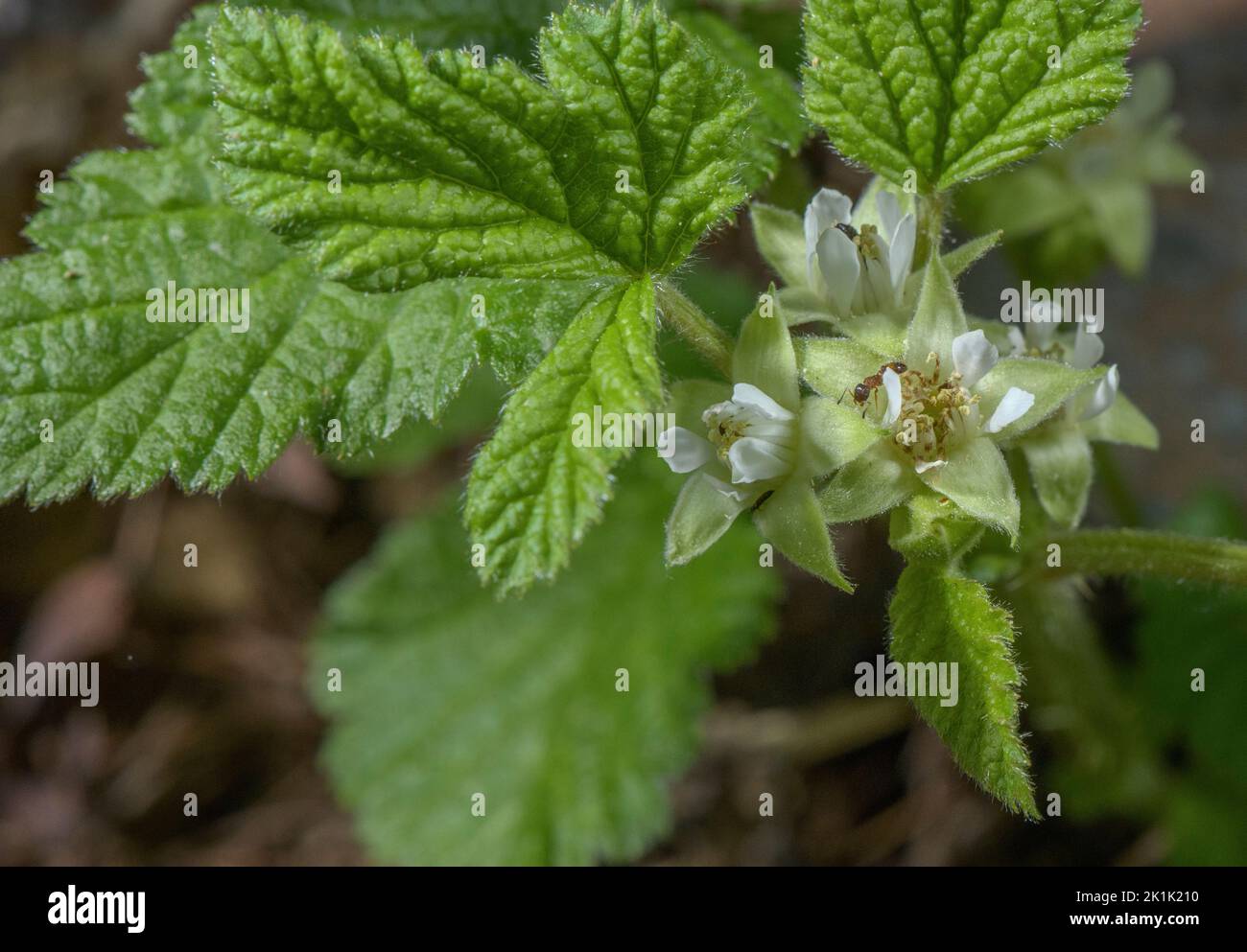 Bramble di pietra, Rubus saxatilis, in fiore in primavera. Foto Stock