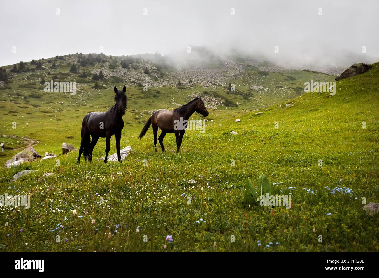 Due cavalli neri sulle verdi colline delle montagne Tian Shan del Kazakhstan, Asia centrale. Animali selvatici all'aperto sotto la pioggia e la nebbia Foto Stock