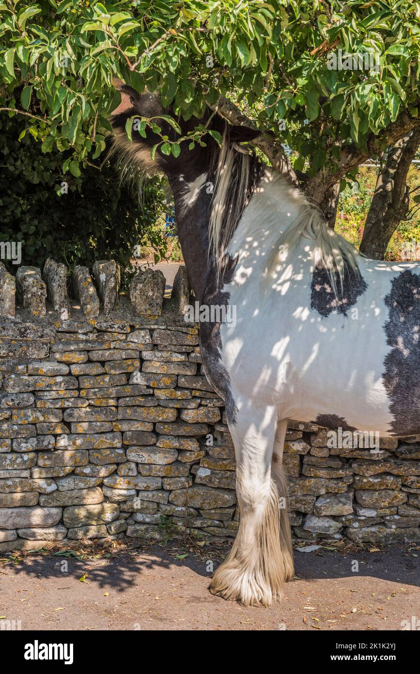 Nella piccola cittadina mercantile di Minchinhampton, vicino Stroud, i cavalli che pascolano liberamente sul vicino comune spesso si insinuano nel centro della città Foto Stock