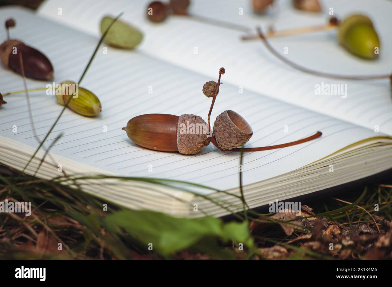 Acorn su notebook su terreno forestale closeup Foto Stock