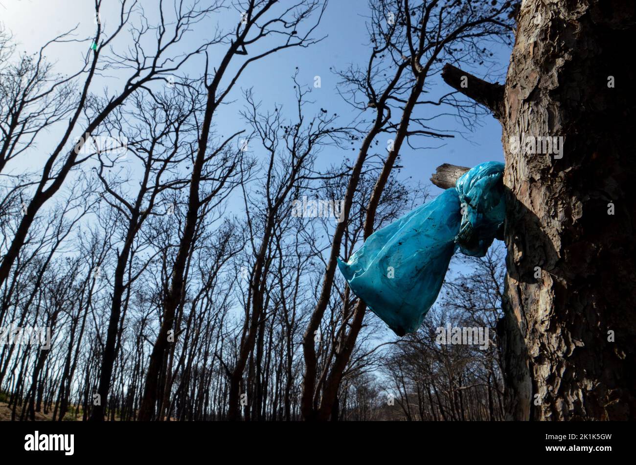 18 settembre 2022, Bizerte, governatorato di Bizerte, Tunisia: Bizerte, Tunisia, 18 settembre 2022. Rifiuti smaltiti illegalmente nella foresta di Bizerte di Ain Damous. I rifiuti si accumulano in siti di discarica informali mentre la Tunisia lotta per contenere i propri rifiuti, che vengono gestiti in discariche sovraccariche. Anni di cattiva gestione e corruzione hanno colpito il settore dei rifiuti nel paese, con appelli al governo per attuare soluzioni sostenibili per lo smaltimento dei rifiuti al fine di proteggere l'ambiente ed evitare che i quartieri vengano trasformati in discariche (Credit Image: © Hasan Mrad/IMAGESLIVE via ZUMA P. Foto Stock