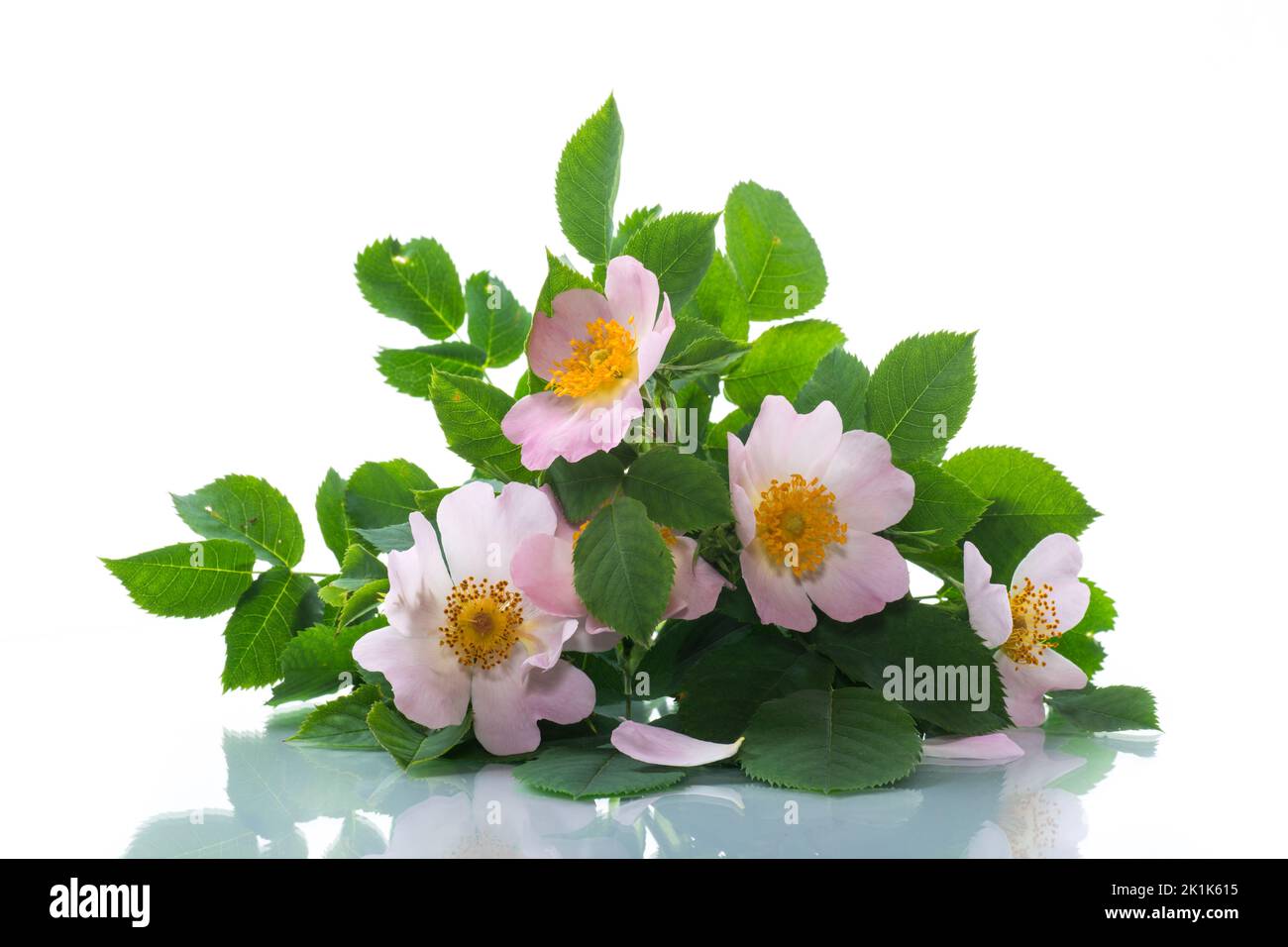 piccolo bouquet di fiori selvatici di rosa canina, isolato su sfondo bianco. Foto Stock