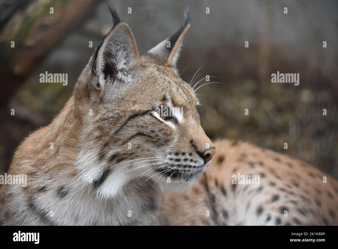 Lince eurasiatica Foto Stock