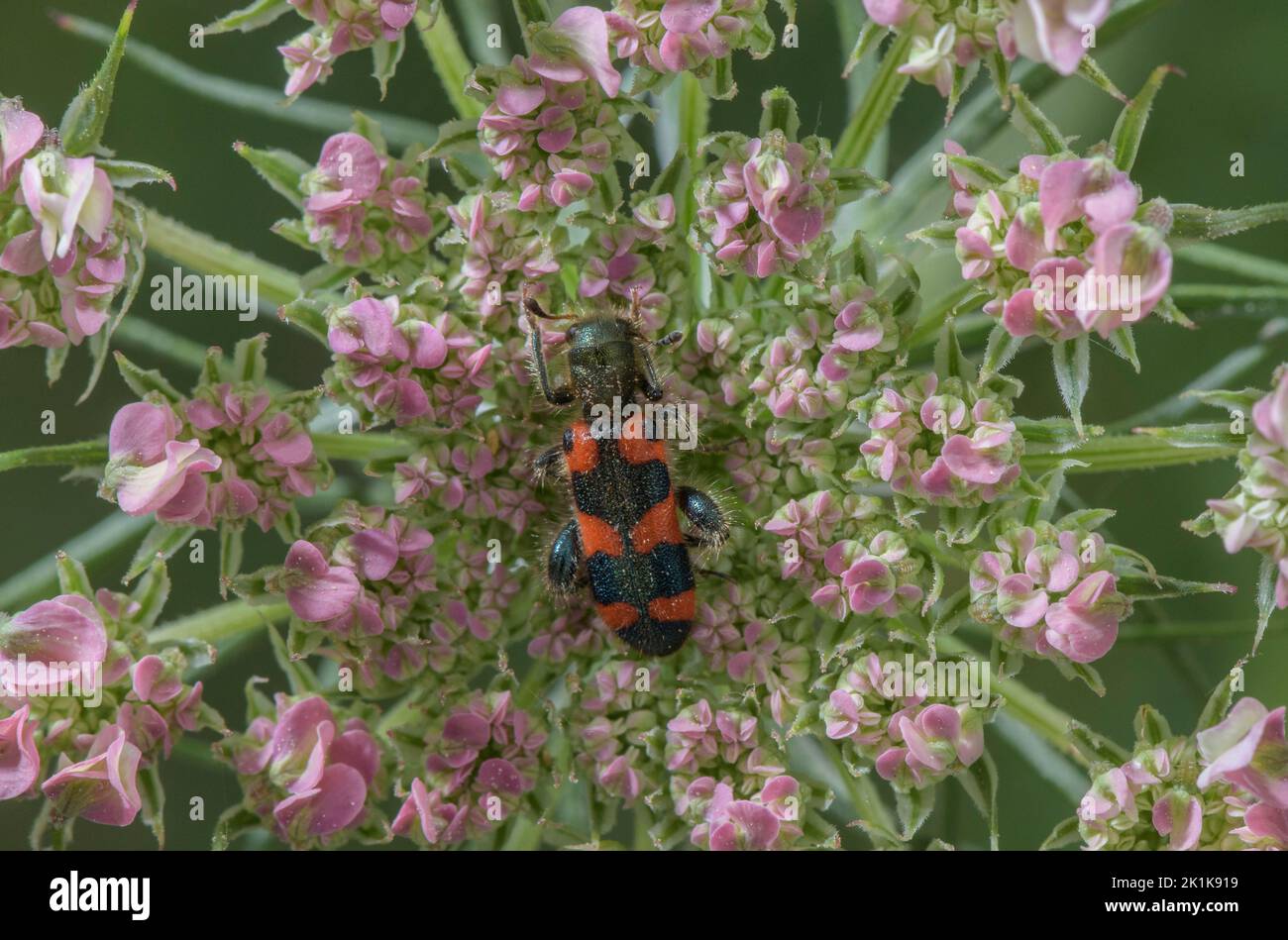 Uno scarabeo a scacchi sui fiori di carota selvatica, Trichodes apiarius, Foto Stock