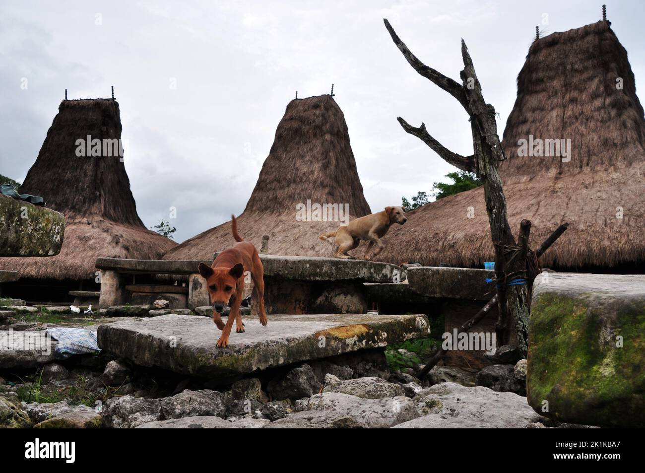 Due cani randagi che corrono intorno alle vecchie case di pietra tradizionali, il villaggio di Prajing, l'isola di Sumba, le isole minori di Sunda, Nusa Tenggara orientale, Indonesia Foto Stock