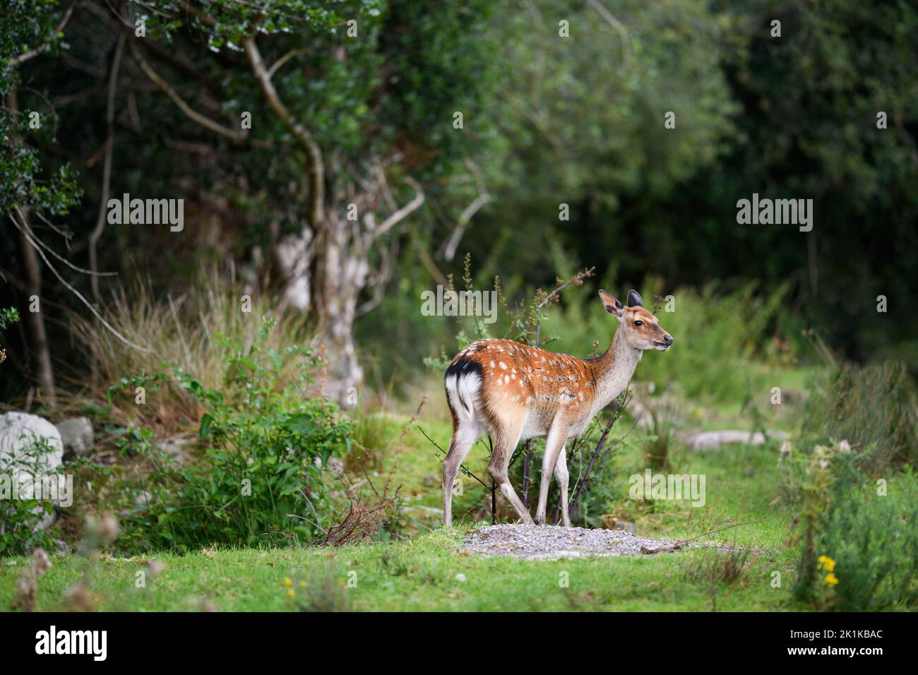 Ritratto di un giovane daino in piedi nella foresta, Kerry, Irlanda Foto Stock