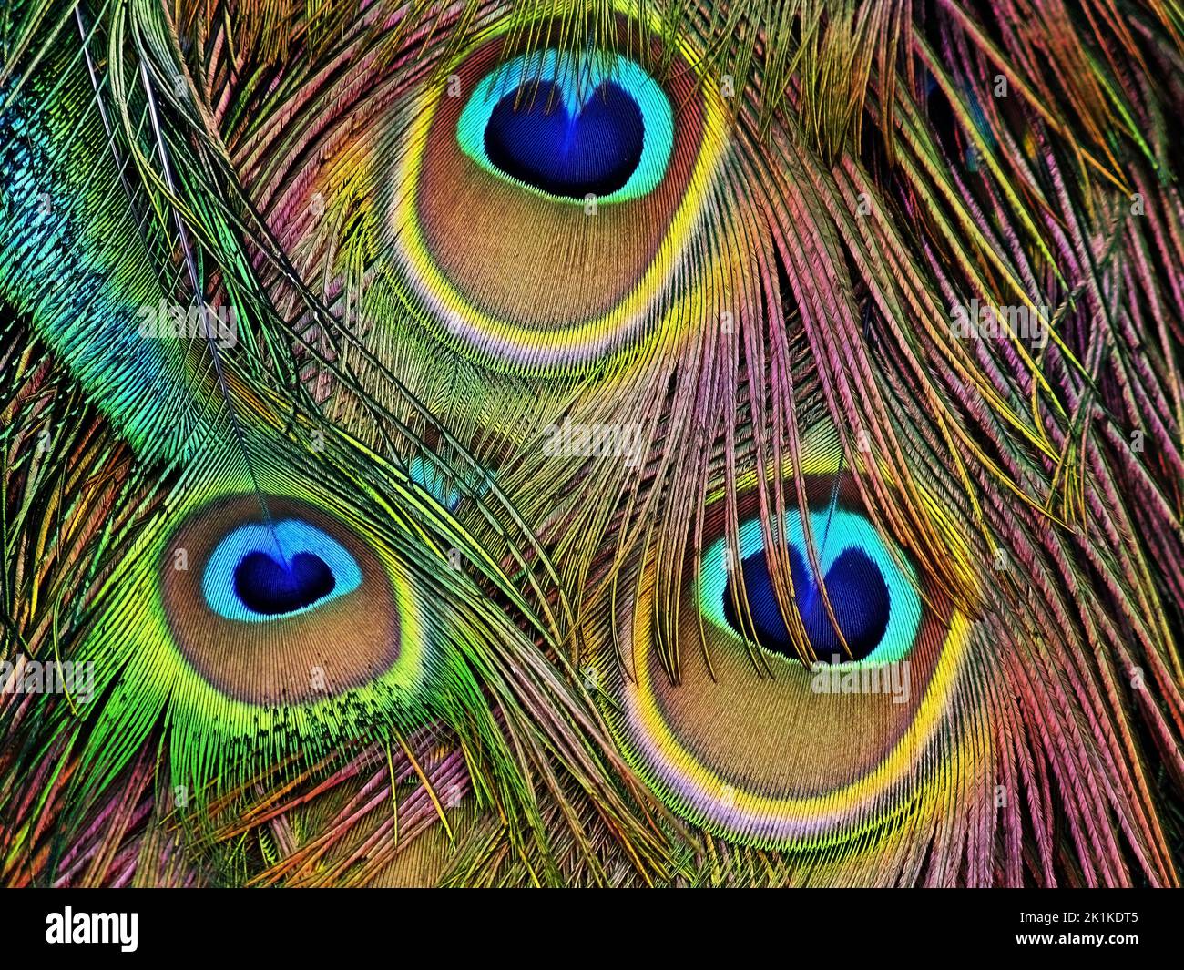 Primo piano completo delle piume Peacock Foto Stock