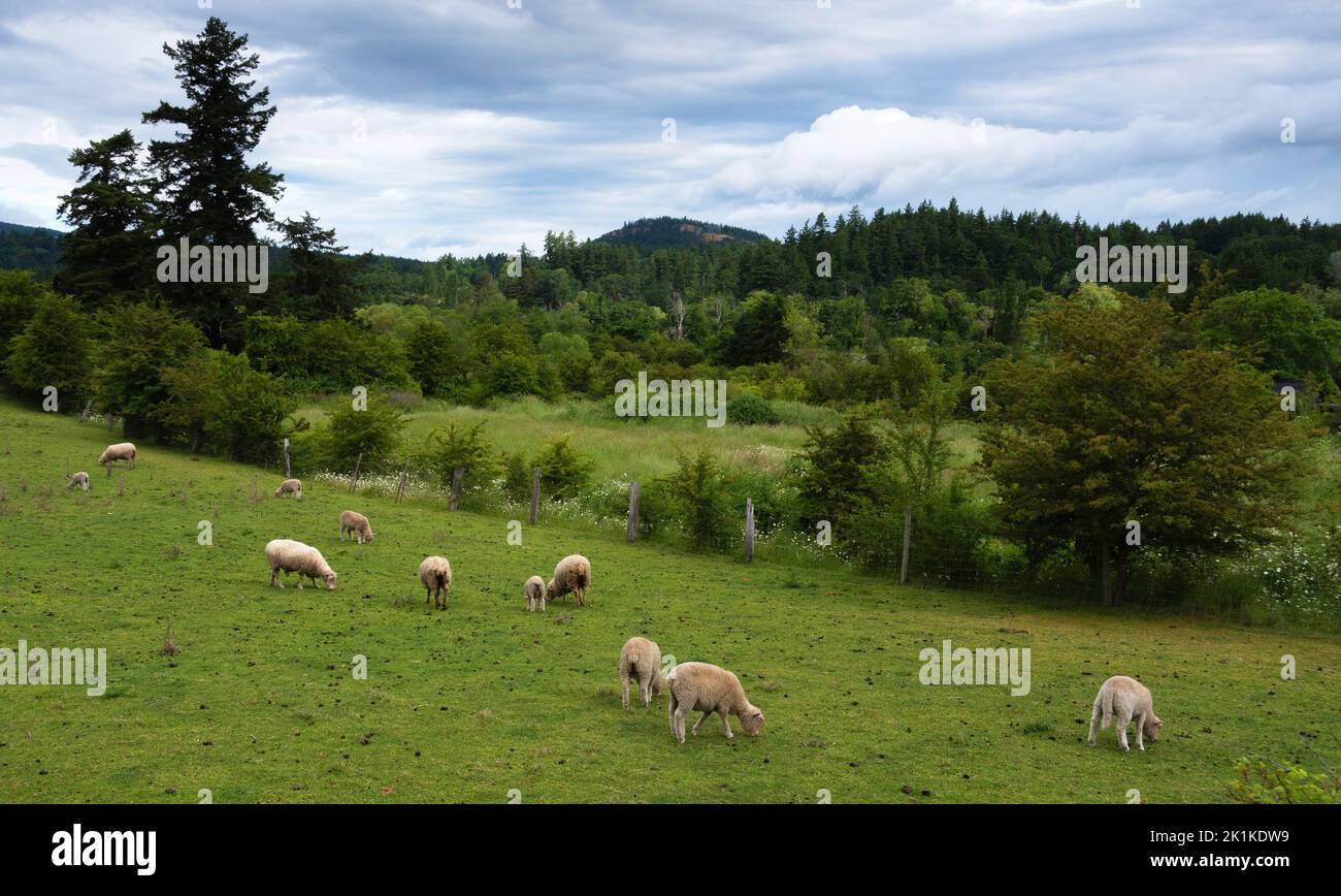 Gregge di pecore che pascolano in un pascolo, Vancouver Island, British Columbia, Canada Foto Stock
