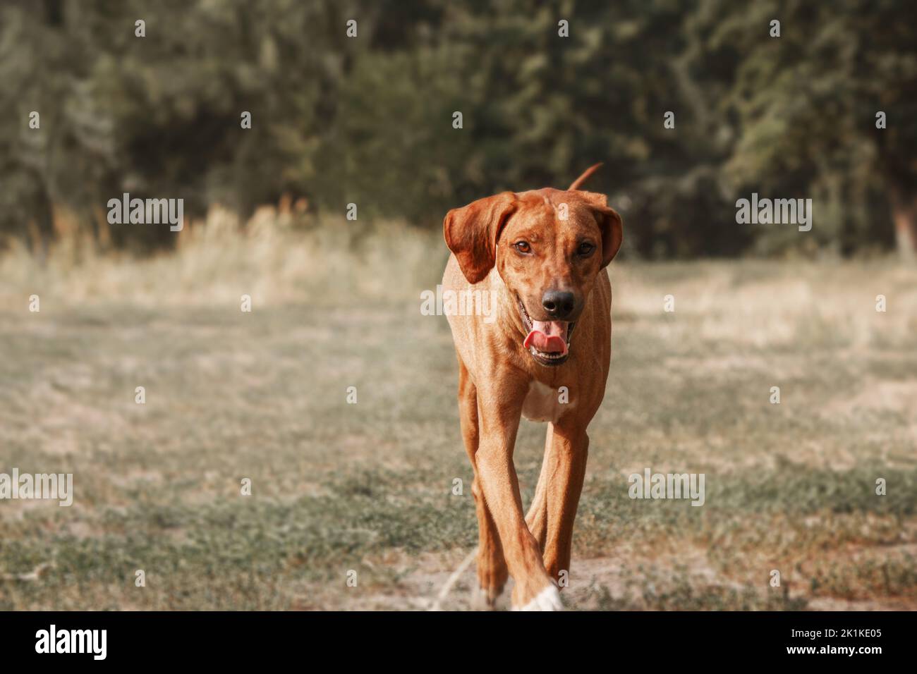 Rhodesian Ridgeback cane razza ritratto all'aperto Foto Stock