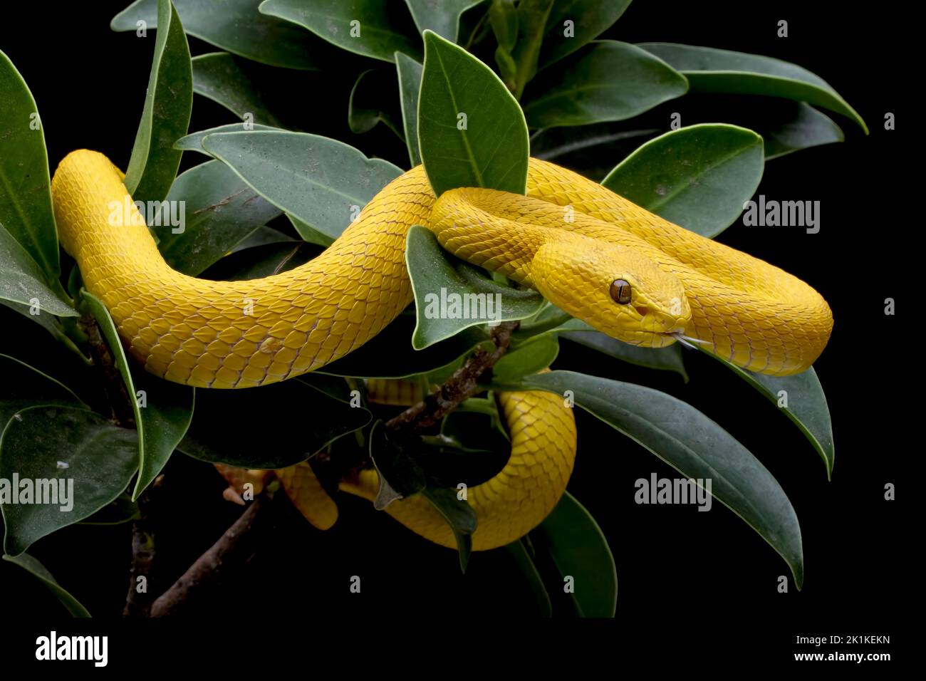 Primo piano di un Pit Viper (Trimeresurus insularis) giallo con la punta bianca su una filiale, Indonesia Foto Stock