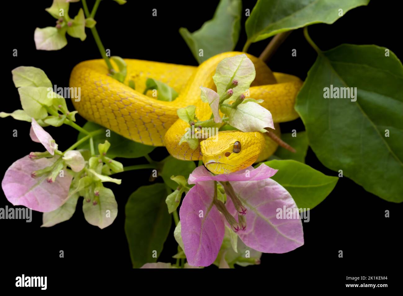 Primo piano di un Pit Viper (Trimeresurus insularis) giallo con la punta bianca su una filiale, Indonesia Foto Stock