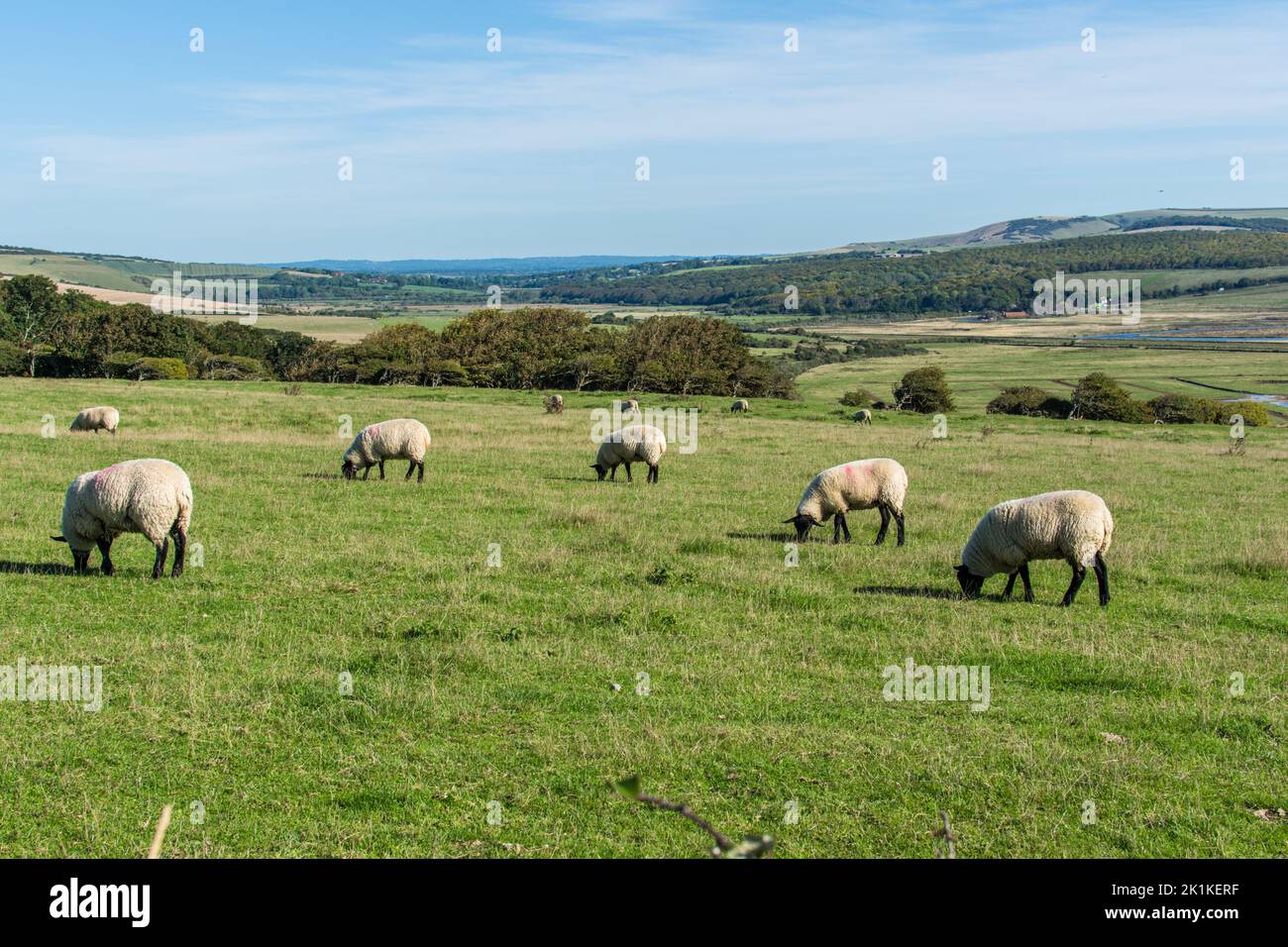 Gregge di pecore che pascolano in un campo sulle colline del Sussex vicino al fiume Cuckmere nel Sussex orientale. Foto Stock