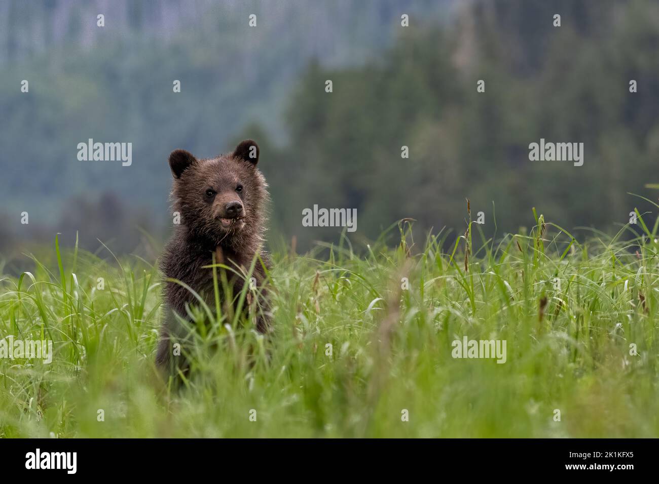 Un orso carino, giovane, nero e grizzly si alza per vedere sopra le erbe ricche e alte del sedge di una insenatura di Smith nebbiosa nella foresta pluviale del grande orso Foto Stock