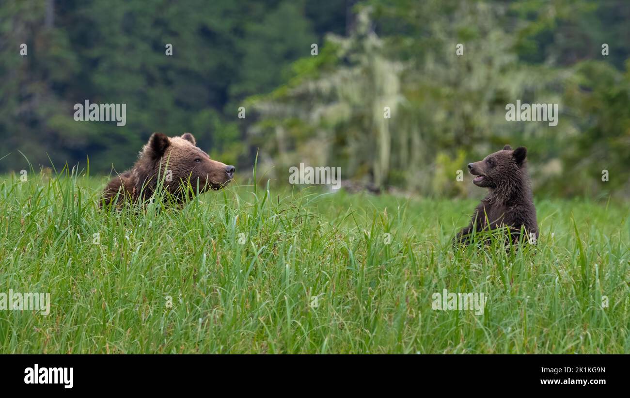 Un giovane cucciolo di orso grizzly nero chiama sua madre nella foresta pluviale Great Bear della Columbia Britannica Foto Stock