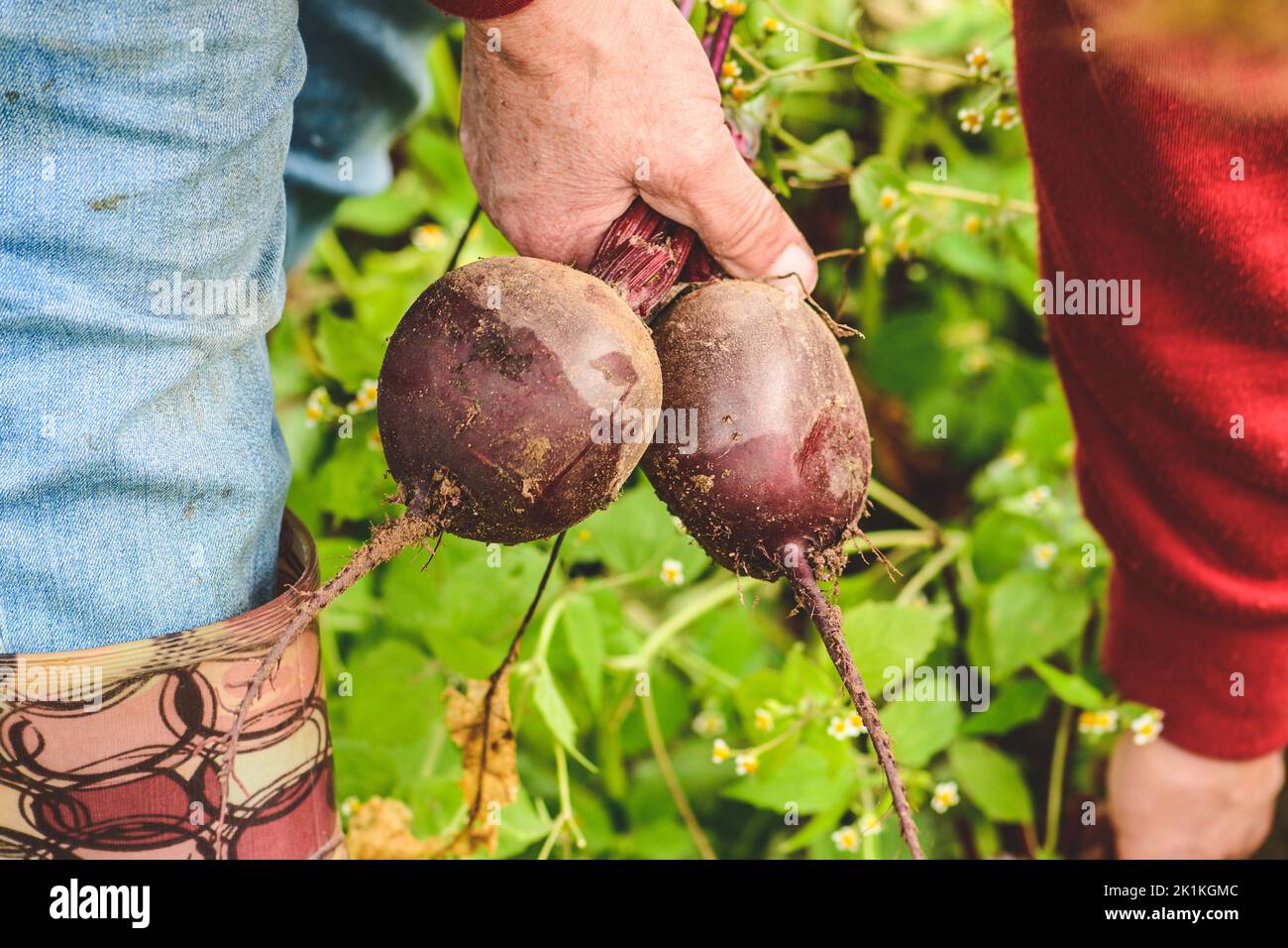 Barbabietola matura fresca nelle mani di un coltivatore. Concetto di prodotti biologici, bio-ecologici, vegetariani, vegani. Agricoltura biologica, integrata Foto Stock