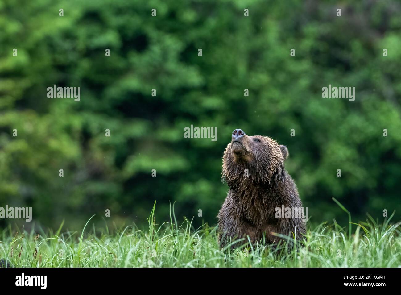 Un orso grizzly femmina (Ursus arctos horribilis) sniffa l'aria nella foresta pluviale del Grande Orso del Canada Foto Stock