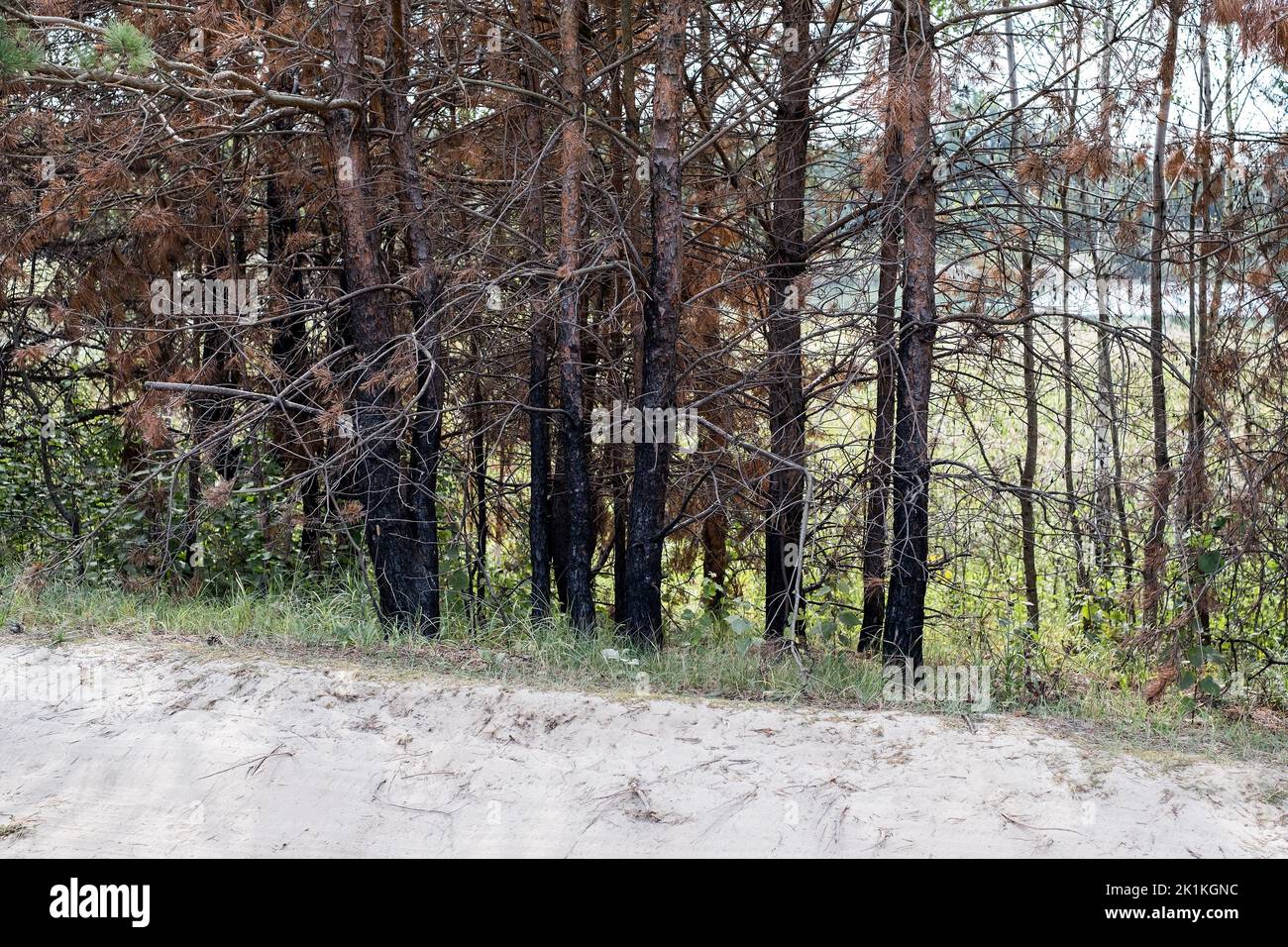 Alberi di conifere bruciati. Foresta dopo un grande incendio. Riscaldamento globale e concetto di arson. Impatto umano sul concetto di natura Foto Stock