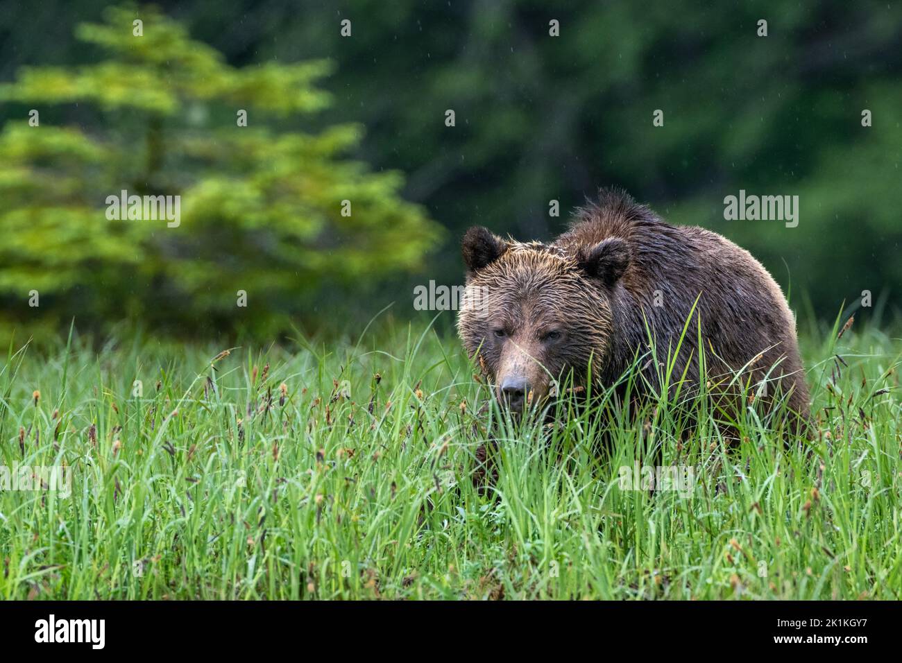 Un orso grizzly femmina che pascola su un'isola ricca di erbe primaverili di sedano nella foresta pluviale del grande orso del Canada. Foto Stock